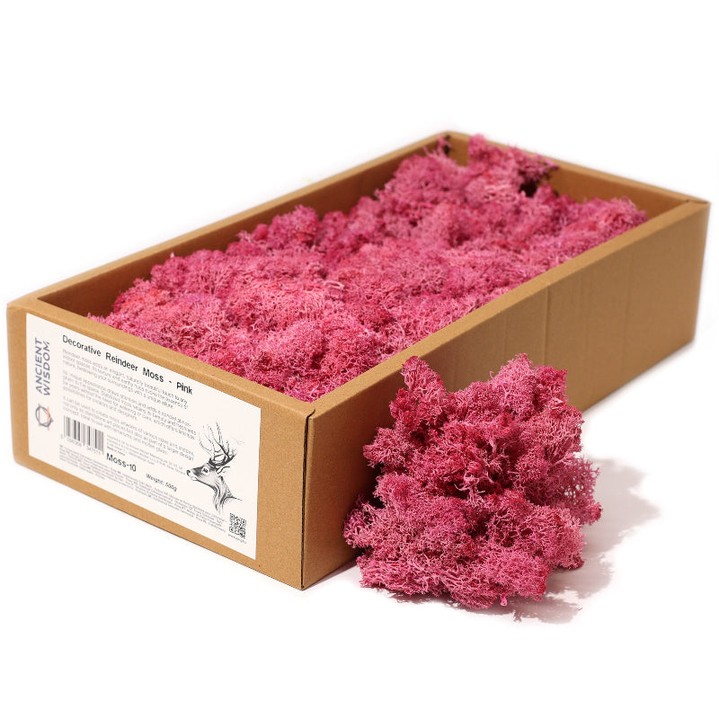 Box of pink decorative reindeer moss with a piece on a white background - Ancient Wisdom